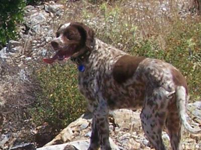 Χάθηκε θηλυκό σέτερ στου Παπάγου